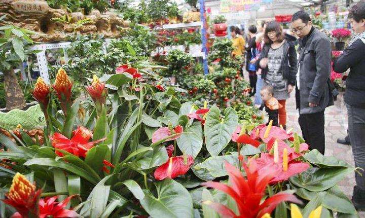 2019年下沉市场拉动花卉的新消费