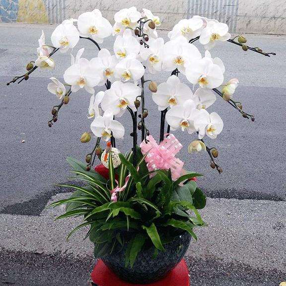 北京盆花销量下滑 小盆花集中上市