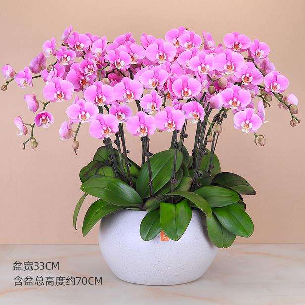 郑州盆花走量放缓 小盆花销量稳定