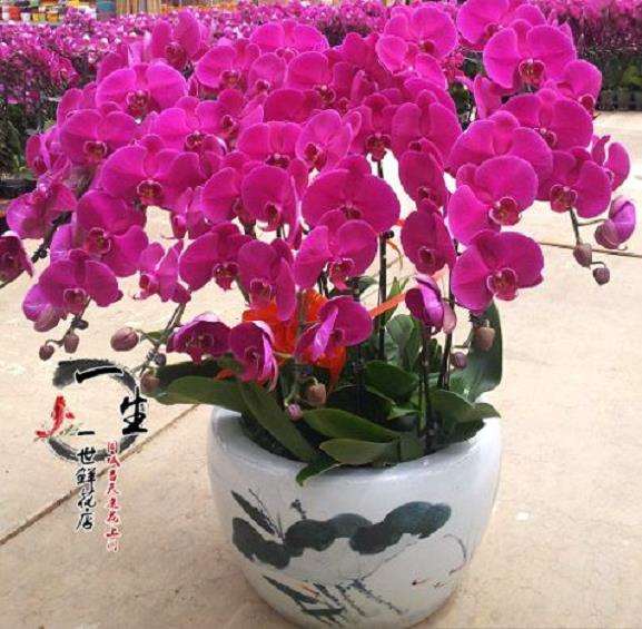 广州年宵后 盆花市场需求减少 走货放缓