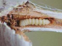 家庭园艺怎么防治天牛的2个方法