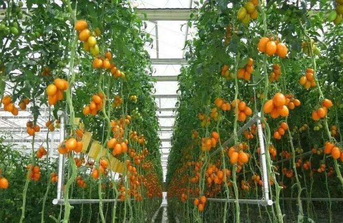 怎么以四化为标准系统发展设施园艺