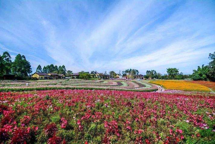 剖析广东案例 解花卉可持续运营之道