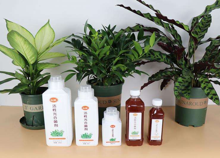 植物光动力剂对马蹄莲的2个影响