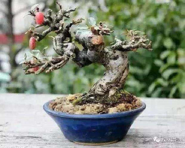 天胡荽盆景怎么造型的3个方法