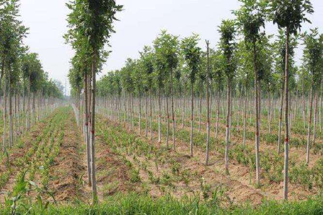 为什么园林苗木行业人才短缺问题 由来已久