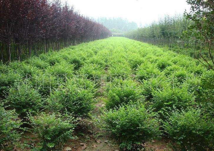 为什么园林苗木行业人才短缺问题 由来已久