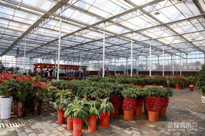 山西苗木市场出现回暖迹象