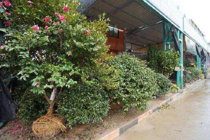 山西苗木市场出现回暖迹象2