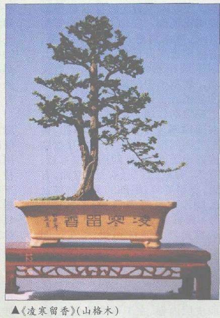 陈志就怎么盆景造型的5个方法 图片