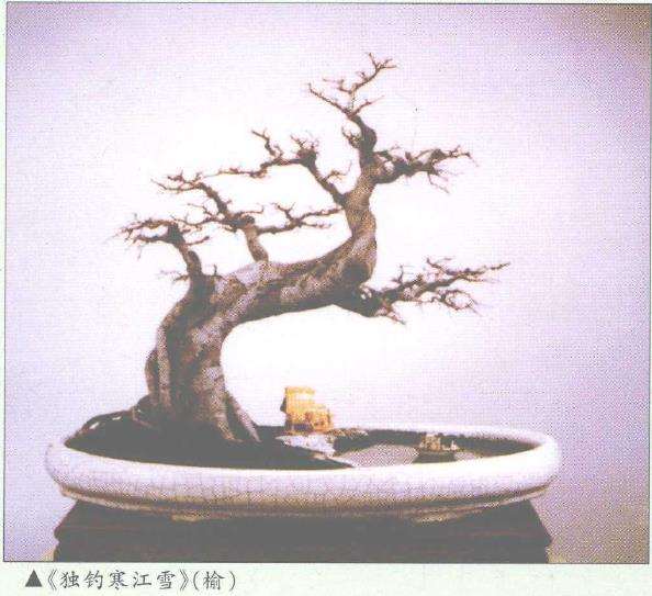 陈志就怎么盆景造型的5个方法 图片