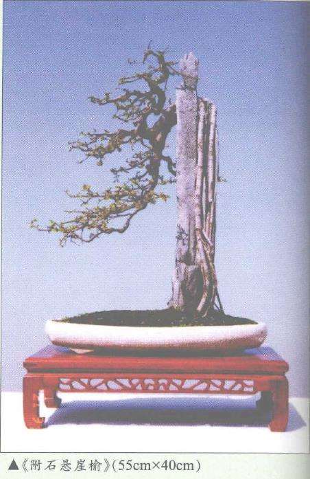 陈志就怎么盆景造型的5个方法 图片