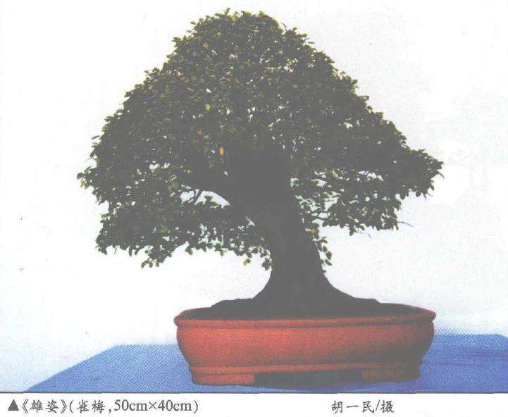 盆景脱脚桩苗怎么弥补的5个方法