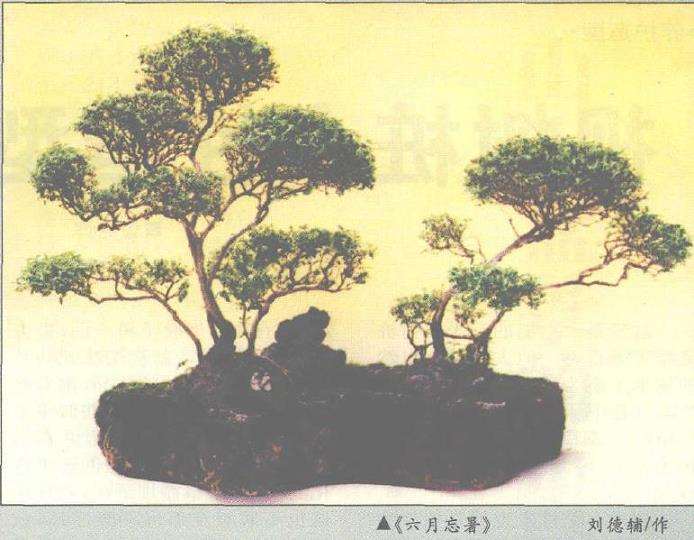 六月雪盆景《六月忘暑》怎么制作的