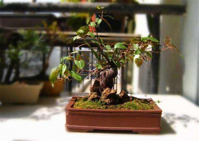 春季夏季怎么盆景养护