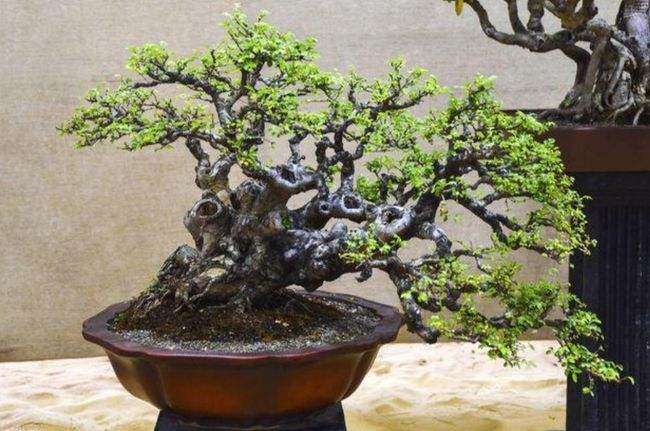 秋季冬季怎么盆景养护的5个方法