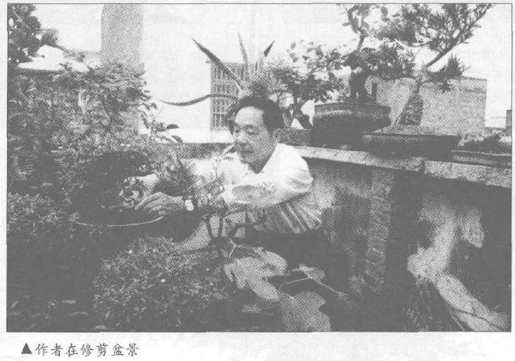 我退休已6年了 还迷于制作盆景 图片