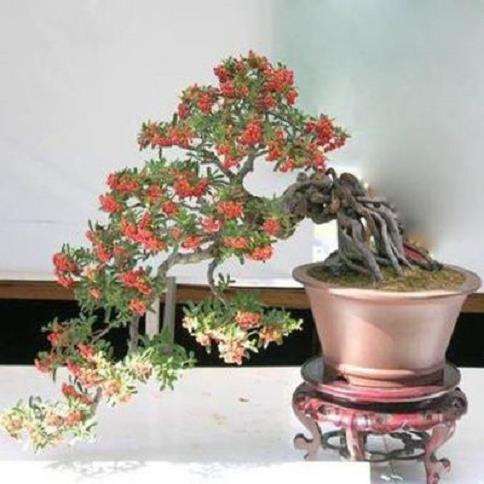 火棘盆景如何才能让其多结果的6个方法