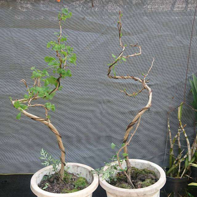 老银杏根怎么制作盆景才能养活