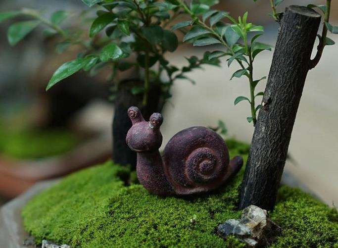 盆景中有许多蜗牛 如何防治