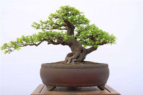 雀梅盆景4月白粉病加重 怎样防治