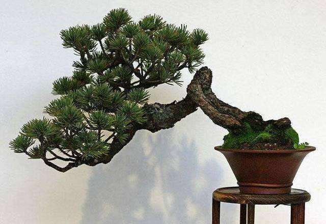 五针松盆景有黄针应如何养护