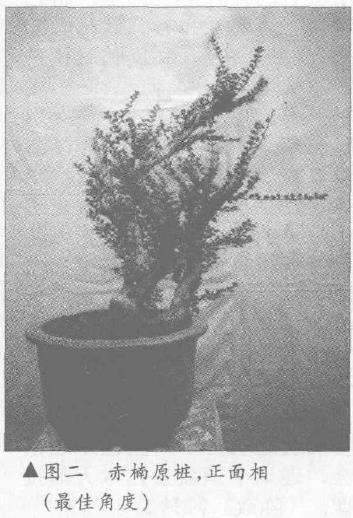 图解 如何赤楠盆景树桩制作成悬崖式