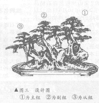 图解 如何赤楠盆景树桩制作成悬崖式