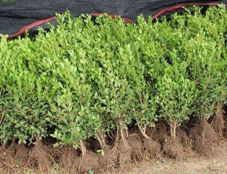 北京苗木市场的好转有目共睹