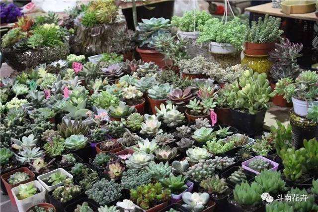 为什么多肉行业是被唱衰的