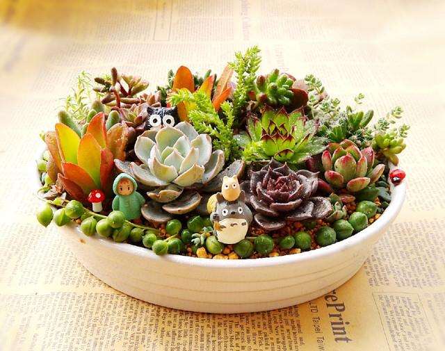 为什么多肉行业是被唱衰的