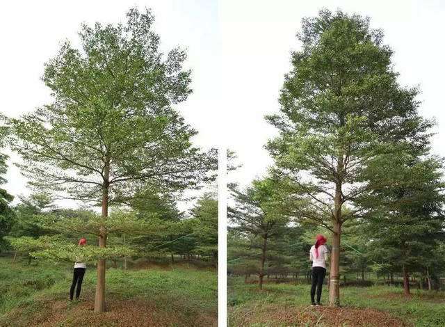 江苏如皋中等规格苗木走俏