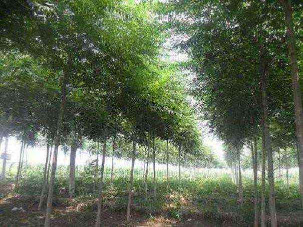 福建福州苗木供需两旺价格平稳