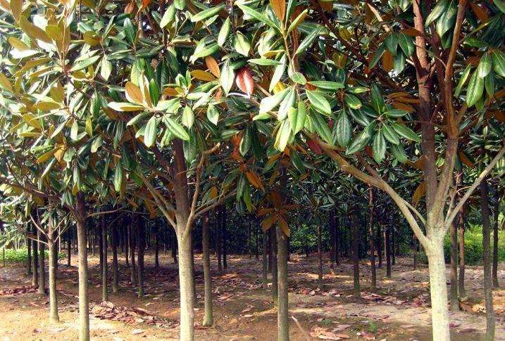 西安苗木品质好 谁家的销量就大