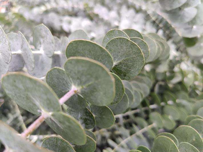 国产种植尤加利迅速扩容背后的隐患