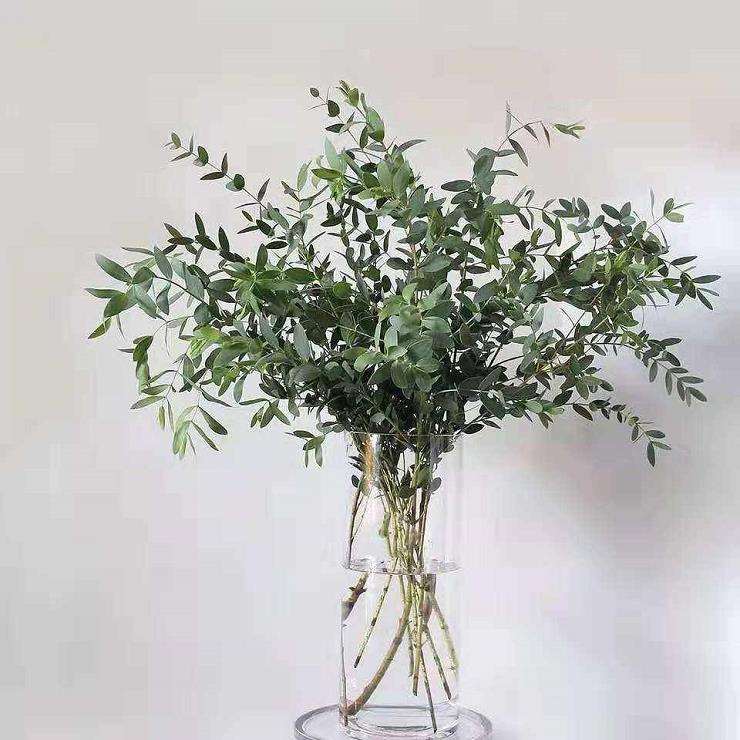 2014年 尤加利切叶进入中国市场 大受欢迎