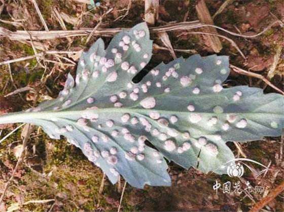 塔菊怎么病虫害防治的3个方法