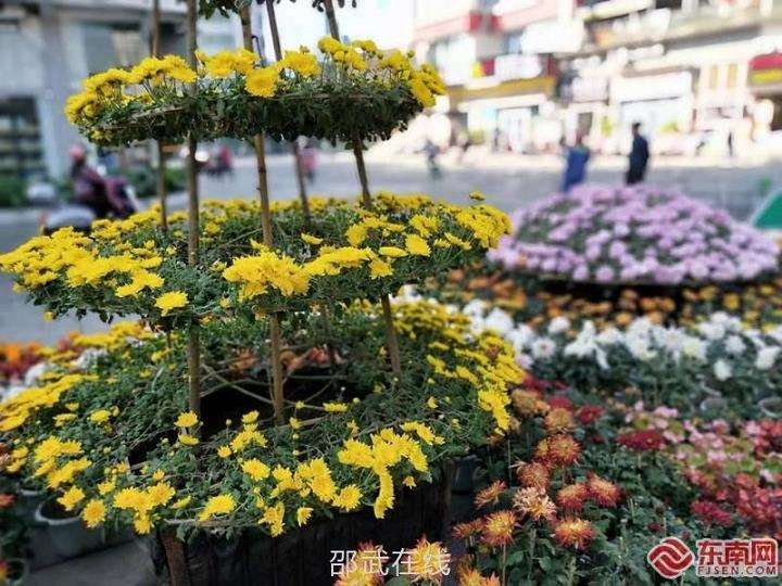 塔菊怎么浇水施肥的3个步骤