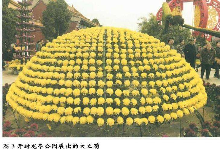塔菊怎么浇水施肥的3个步骤