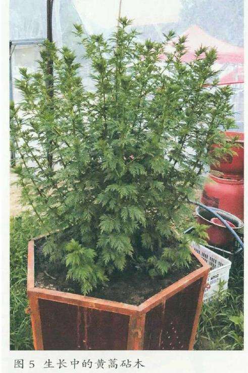 塔菊嫁接1周后解袋怎么管理的5个步骤