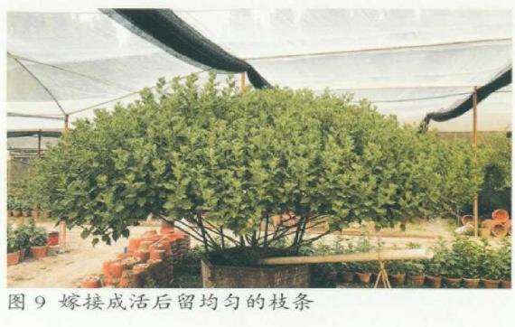 塔菊怎么准备嫁接的5个步骤