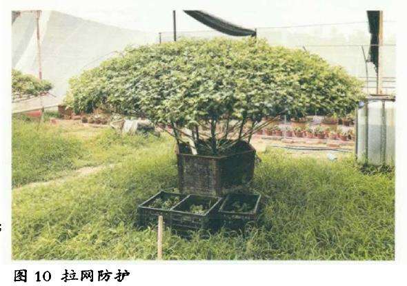 塔菊嫁接1周后解袋怎么管理的5个步骤