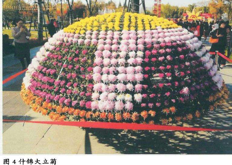 塔菊怎么准备嫁接的5个步骤