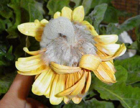 关于菊花灰霉病怎么发病规律的3个规律