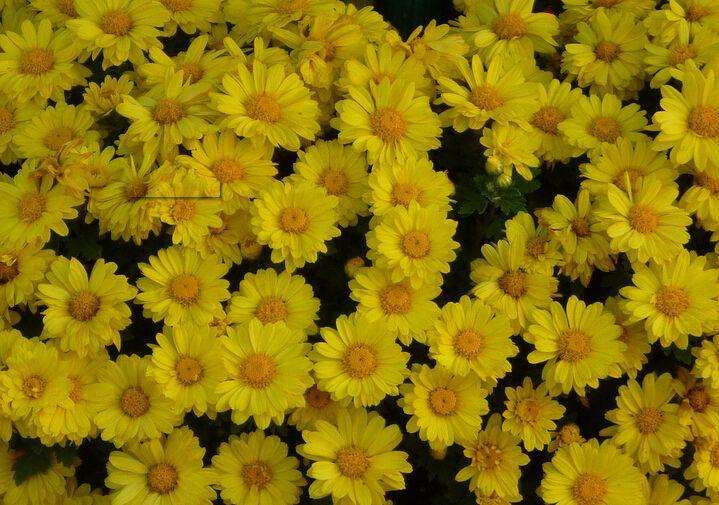 菊花怎么防治灰霉病的5个方法