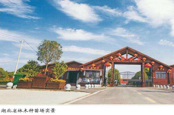湖北有200余个品种的良种苗木