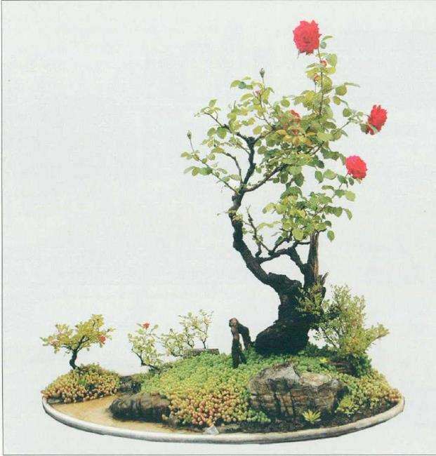 怎么制作月季组合盆景的5个步骤