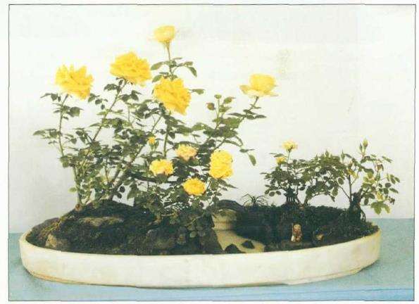 怎么制作月季组合盆景的5个步骤