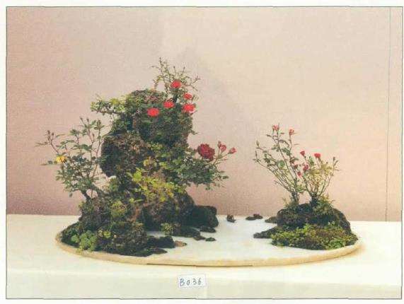 怎么制作月季组合盆景的5个步骤