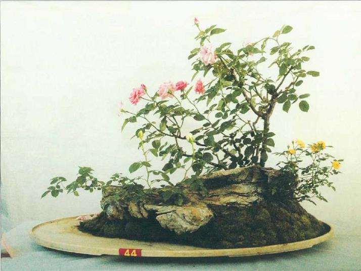 怎么制作月季组合盆景的5个步骤